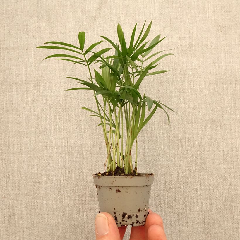 Exemplaar van Chamaedorea elegans - Bergpalm Mini-kamerplanten zoals geleverd in de lente