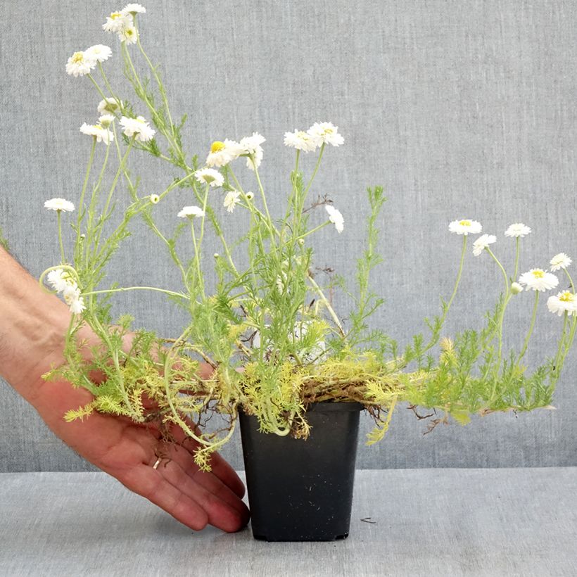 Exemplaar van Chamaemelum nobile Flore Pleno - Roomse kamille Kweekpotje van 8/9 cm zoals geleverd in de zomer