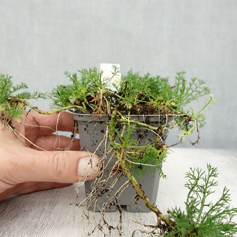 Exemplaar van Chamaemelum nobile Flore Pleno - Roomse kamille Kweekpotje van 8/9 cm zoals geleverd in de herfst