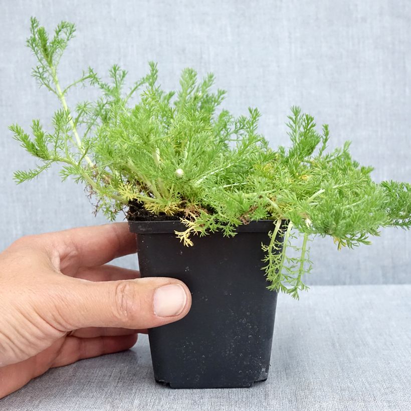 Exemplaar van Chamaemelum nobile Flore Pleno - Roomse kamille Kweekpotje van 8/9 cm zoals geleverd in de lente