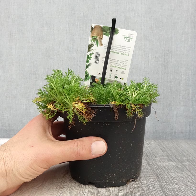 Exemplaar van Chamaemelum nobile Flore Pleno - Roomse kamille Pot van 1,5 l/2 l zoals geleverd in de lente