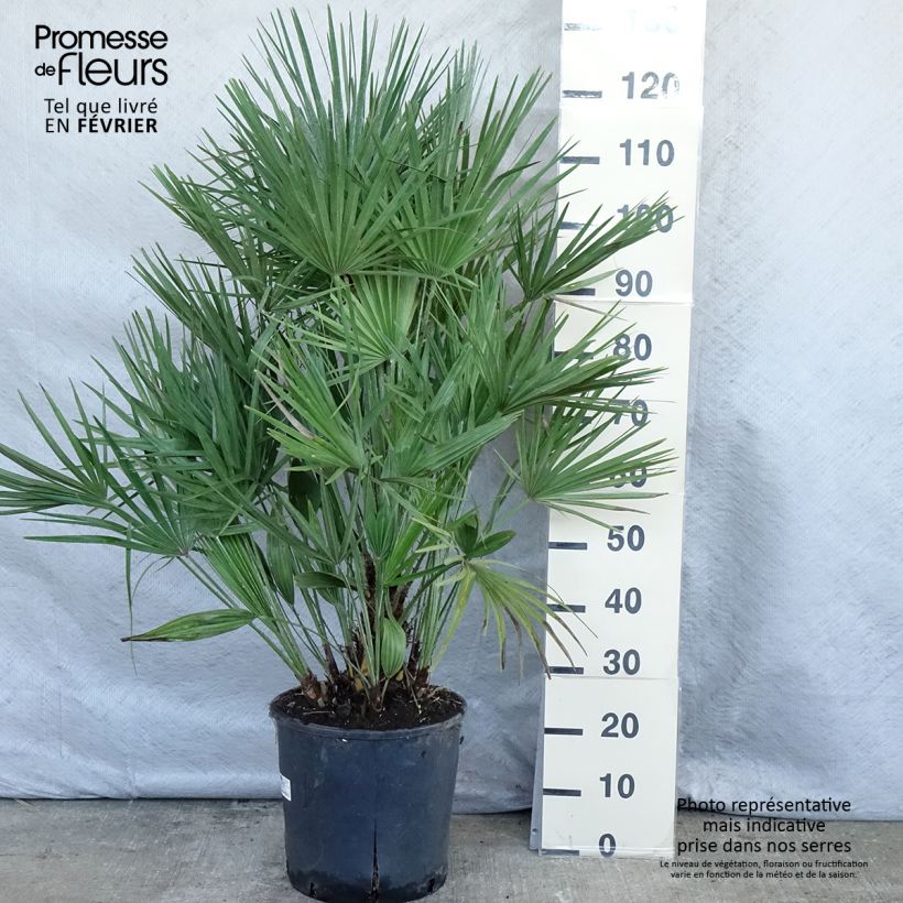 Example of Chamaerops humilis - Palmier nain Pot van 12 l/15 l as you get in hiver