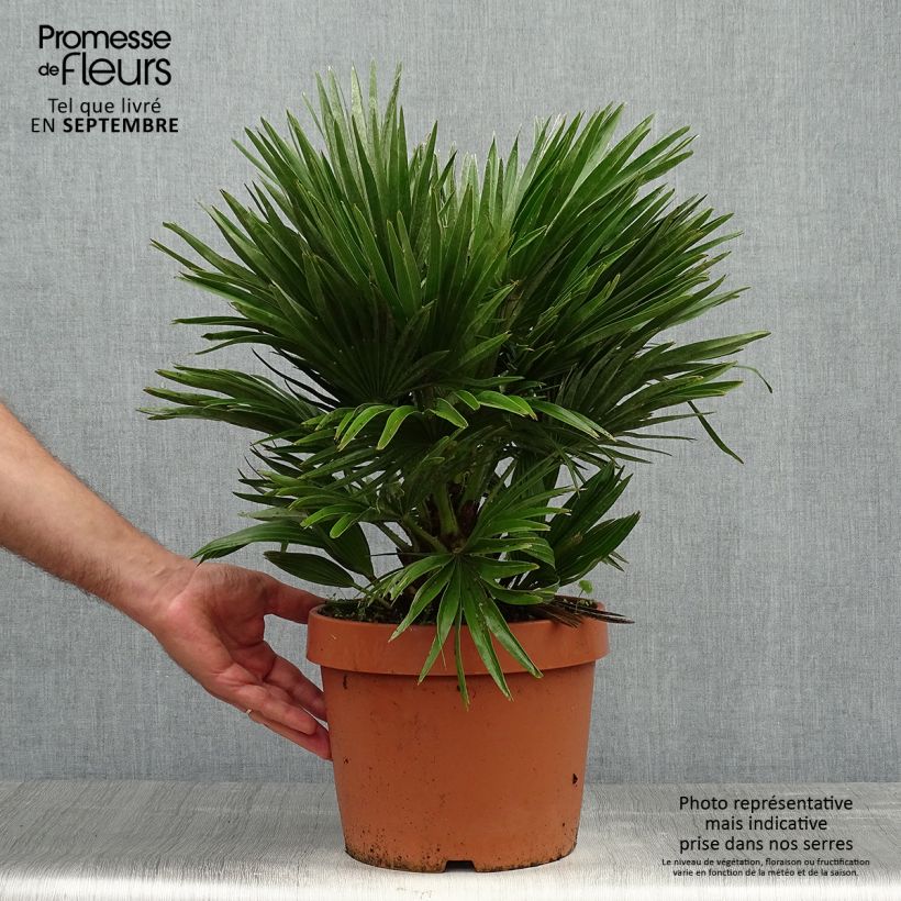 Exemplaar van Chamaerops humilis Vulcano - Europese dwergpalm Pot van 6 l/7 l zoals geleverd in de herfst