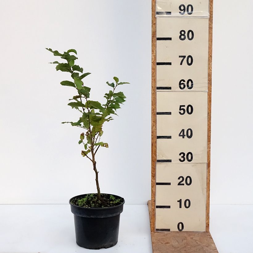 Exemplaar van Charme houblon - Ostrya carpinifolia Marja Findling Pot de 4L/5L zoals geleverd in de herfst