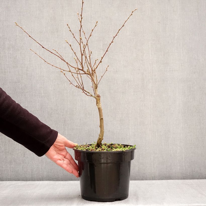 Example of Charme houblon - Ostrya carpinifolia Marja Findling Pot van 4 l/5 l as you get in hiver