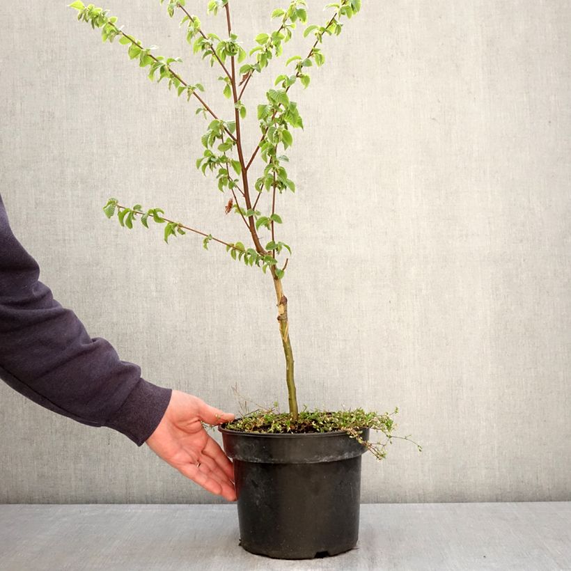 Exemplaar van Ostrya carpinifolia Marja Findling - Europese hopbeuk Pot van 4 l/5 l zoals geleverd in de lente