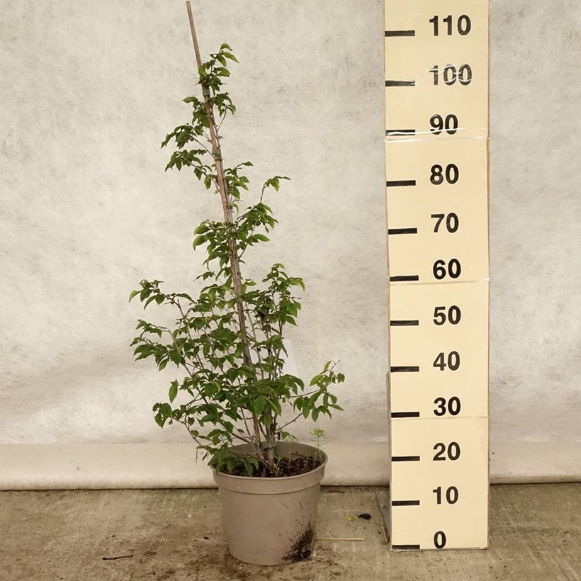 Exemplaar van Ostrya carpinifolia - Europese hopbeuk Pot van 7,5 l/10 l zoals geleverd in de zomer