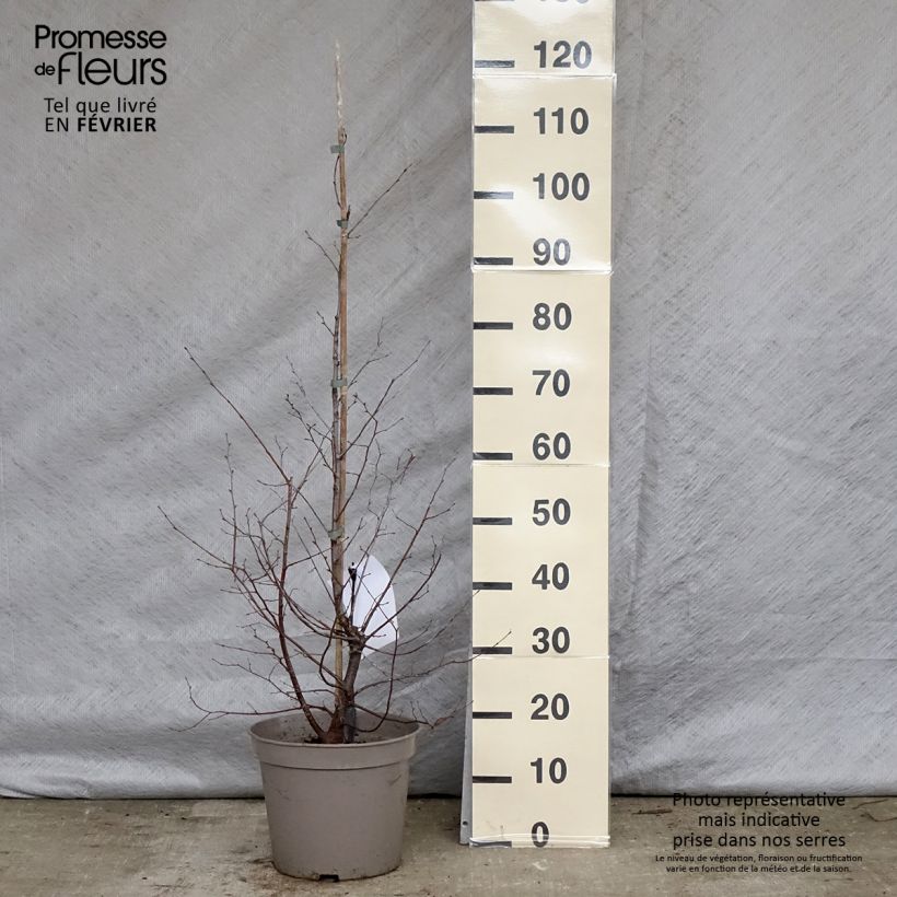 Example of Charme houblon - Ostrya carpinifolia Pot van 7,5 l/10 l as you get in hiver