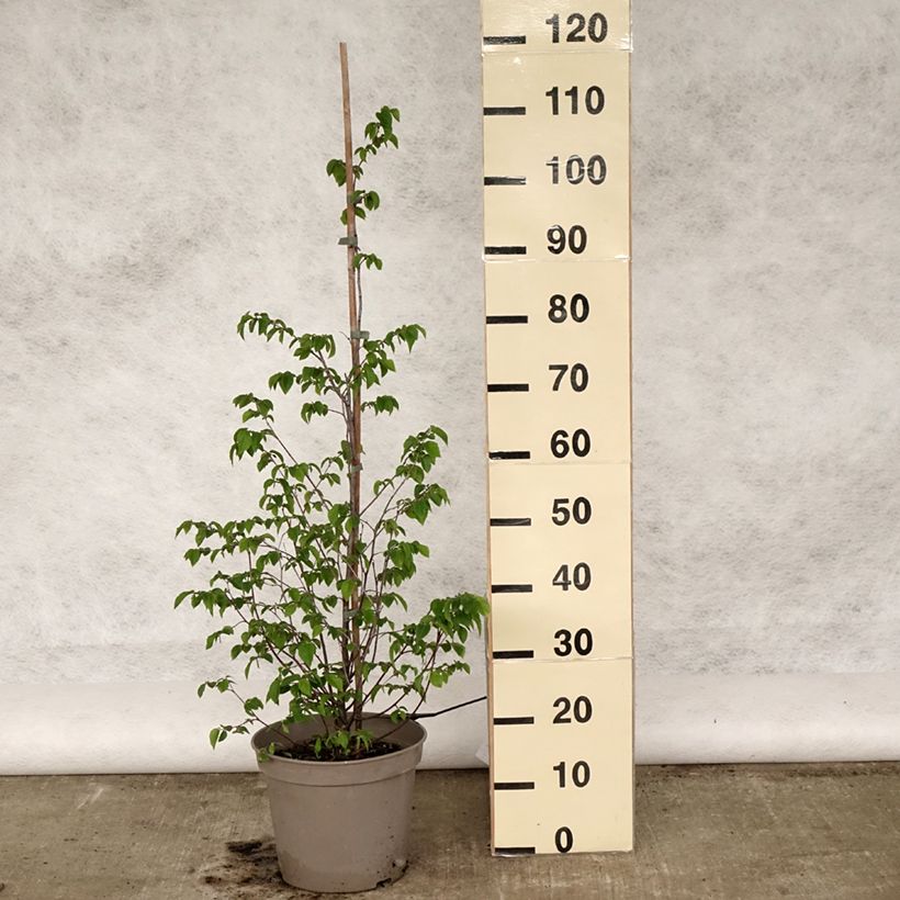 Exemplaar van Ostrya carpinifolia - Europese hopbeuk Pot van 7,5 l/10 l zoals geleverd in de lente