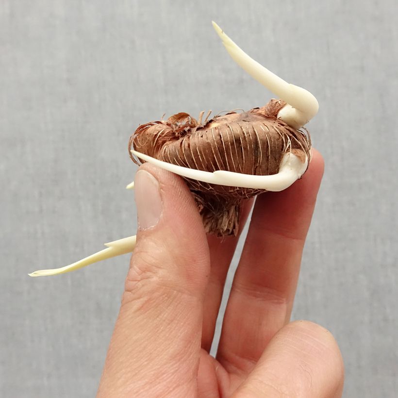 Exemplaar van Chasmanthe floribunda - Zuid-Afrikaanse buislelie Bol kaliber I zoals geleverd in de lente