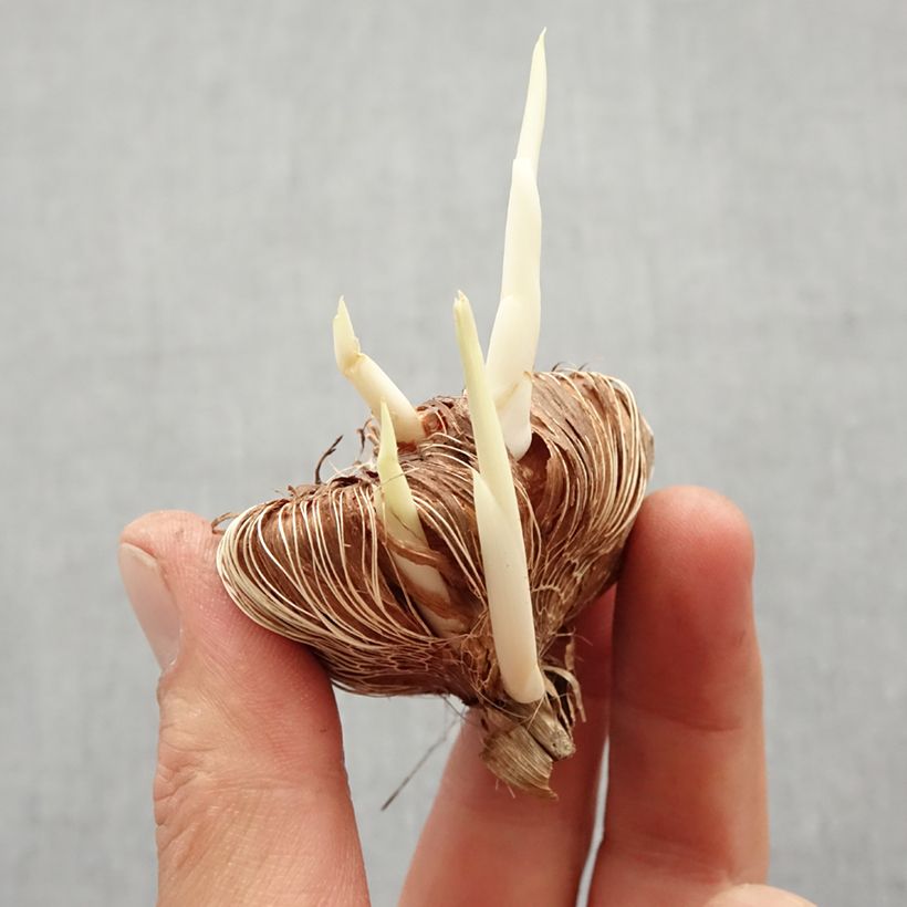 Example of Chasmanthe floribunda Duckittii Bol size I as you get in printemps