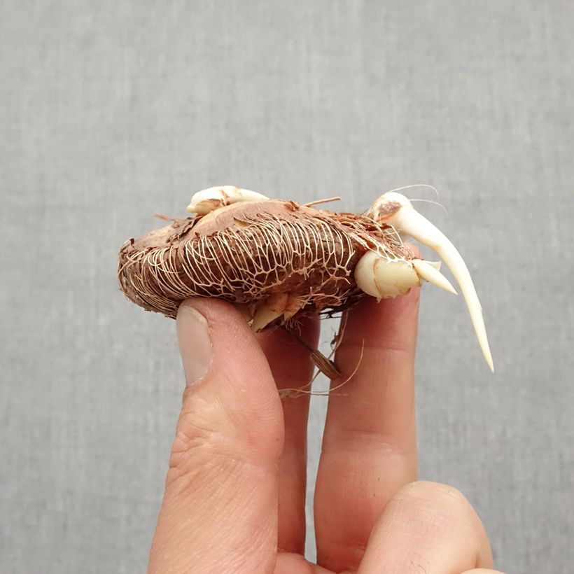 Exemplaar van Chasmanthe floribunda Saturnus - Zuid-Afrikaanse buislelie Bol kaliber 14+ zoals geleverd in de lente