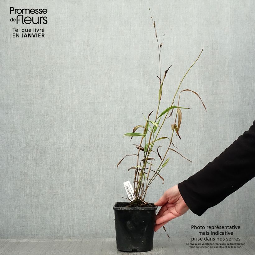 Example of Chasmanthium latifolium River Mist - Uniola latifolia Pot van 2 l/3 l as you get in hiver