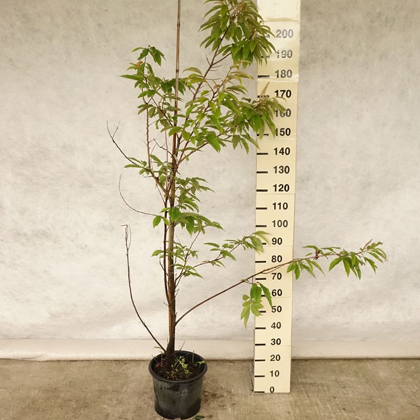 Exemplaar van Tamme kastanje Marigoule Pot van 7,5 l/10 l, Kroonhoogte zoals geleverd in de zomer