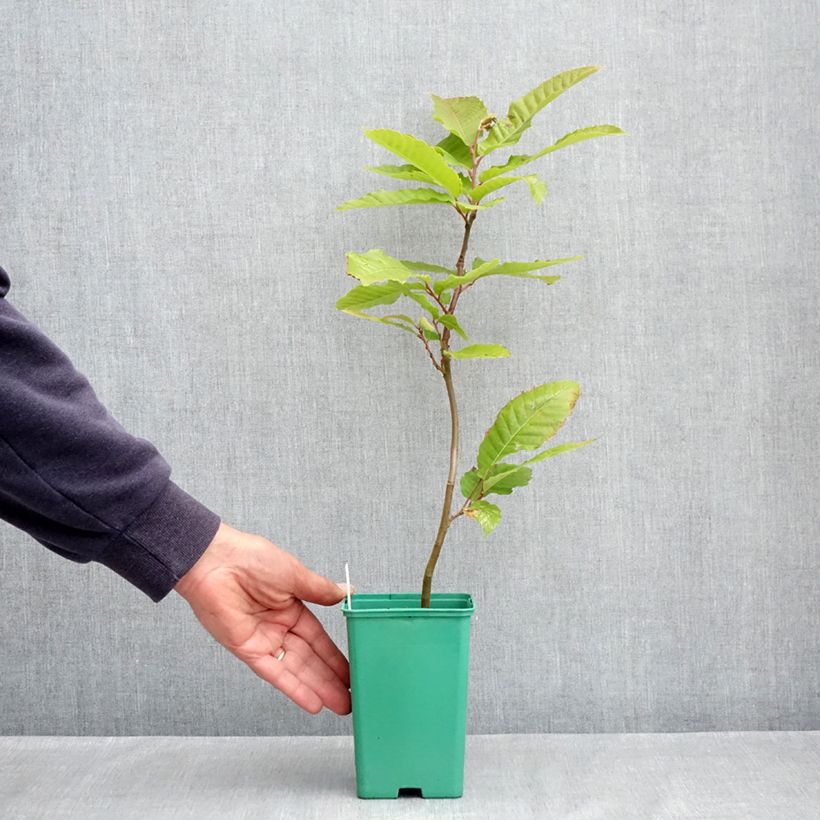 Exemplaar van Tamme kastanje Marsol (jonge planten in vitro) Pot van 2 l/3 l zoals geleverd in de lente