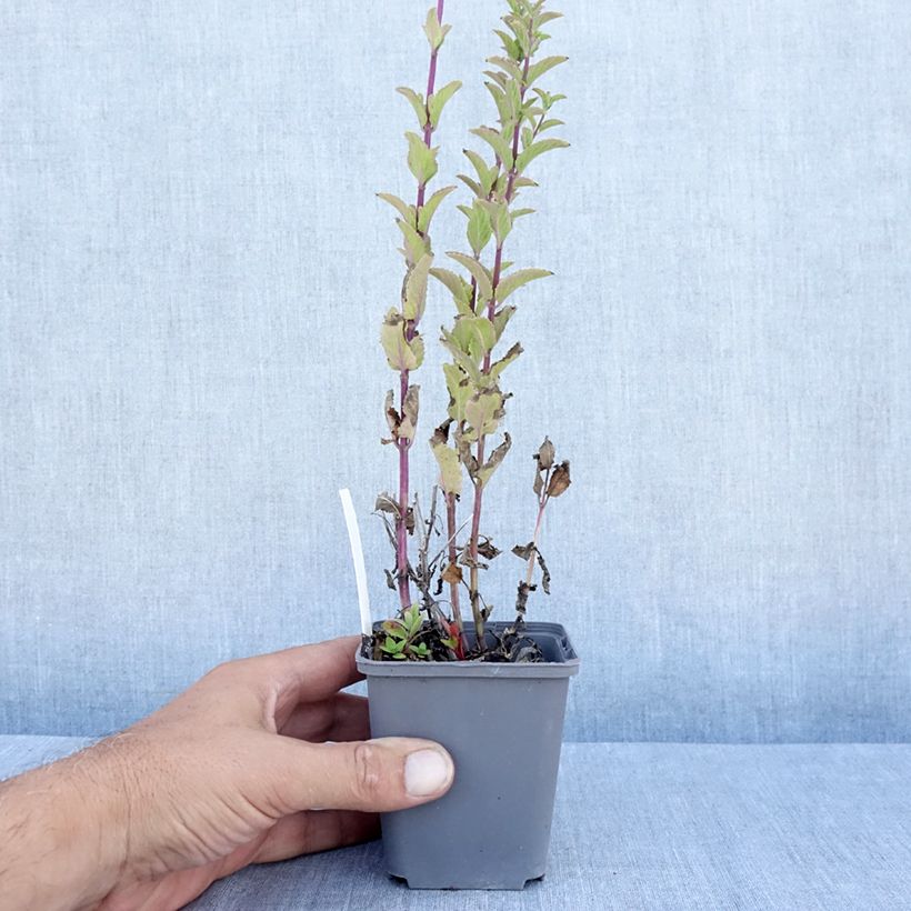 Exemplaar van Nepeta nuda Anne's Choice - Kattenkruid Kweekpotje van 8/9 cm zoals geleverd in de zomer