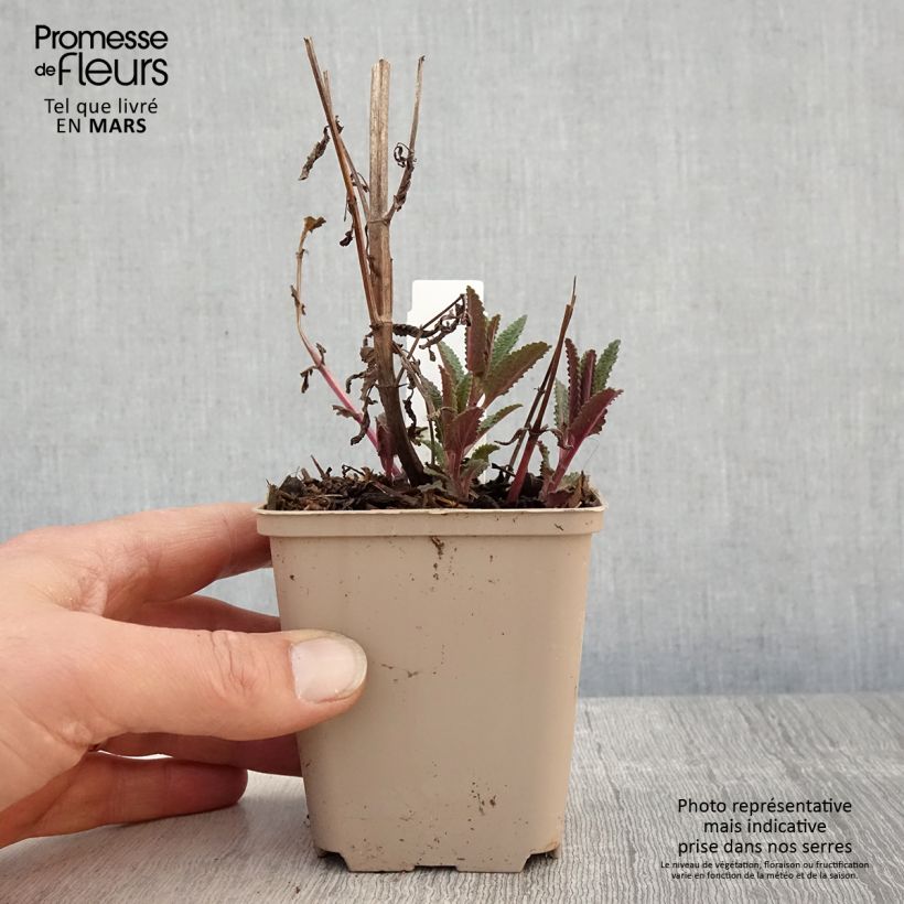 Exemplaar van Nepeta nuda Anne's Choice - Kattenkruid Kweekpotje van 8/9 cm zoals geleverd in de lente