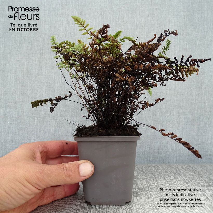 Exemplaar van Cheilanthes lanosa - Harige lipvaren Kweekpotje van 8/9 cm zoals geleverd in de herfst