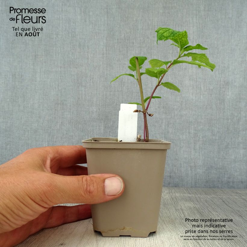 Exemplaar van Chelone lyonii Hot Lips - Schildpadbloem Kweekpotje van 8/9 cm zoals geleverd in de zomer