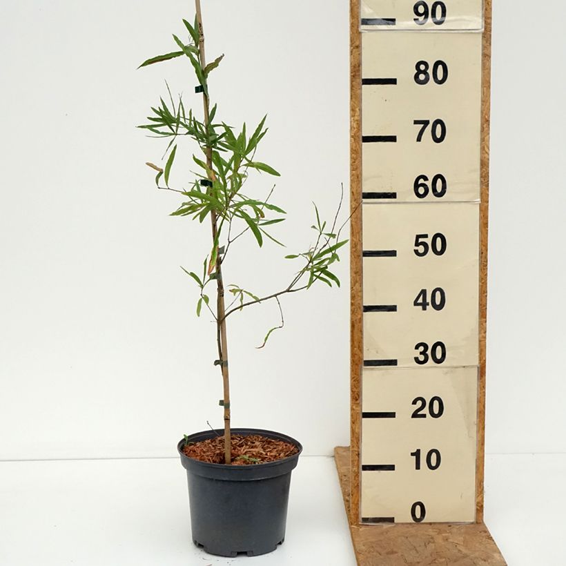 Exemplaar van Quercus phellos - Wilgbladige eik Pot van 4 l/5 l zoals geleverd in de herfst