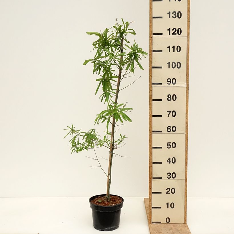 Exemplaar van Quercus phellos - Wilgbladige eik Pot van 4 l/5 l zoals geleverd in de lente