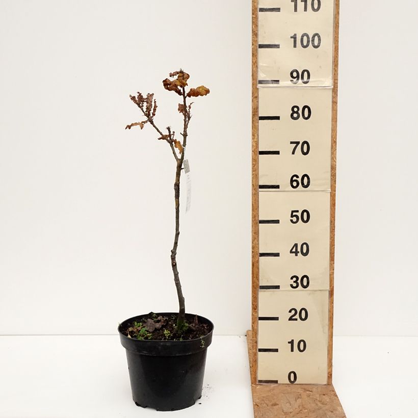 Exemplaar van Quercus cerris Curly Head - Moseik Pot van 7,5 l/10 l zoals geleverd in de herfst