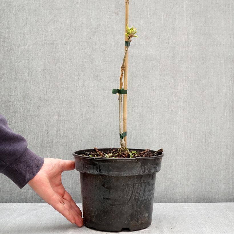 Exemplaar van Quercus aliena - Japanse eik Pot van 4 l/5 l zoals geleverd in de lente