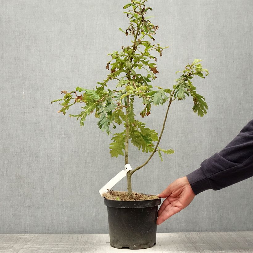 Exemplaar van Chêne de Hongrie - Quercus frainetto Pot de 4L/5L zoals geleverd in de zomer
