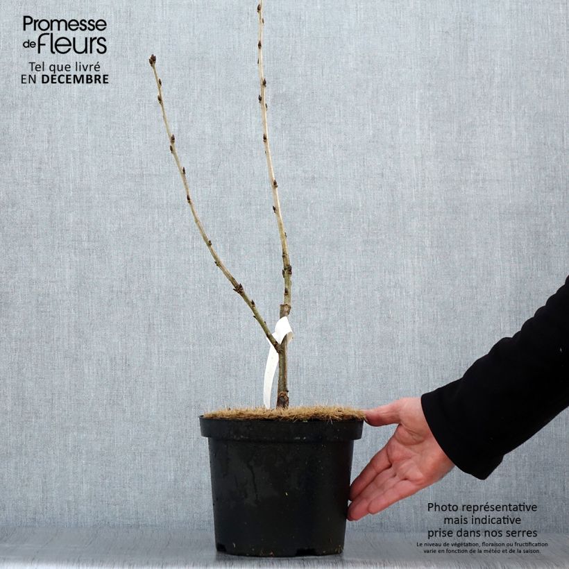 Example of Chêne de Hongrie - Quercus frainetto Pot van 4 l/5 l as you get in hiver