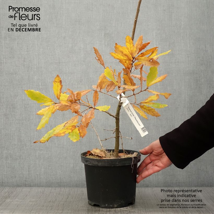 Exemplaar van Quercus turneri pseudoturneri - Turners eik Pot van 4 l/5 l zoals geleverd in de herfst
