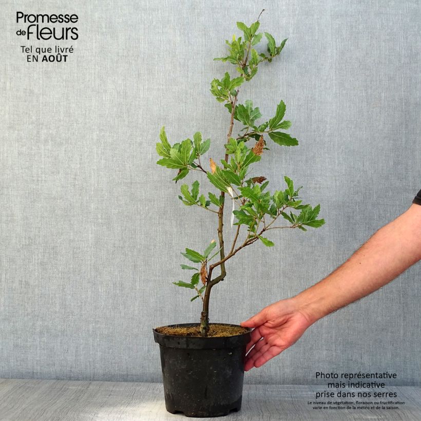 Exemplaar van Quercus turneri pseudoturneri - Turners eik Pot van 4 l/5 l zoals geleverd in de zomer