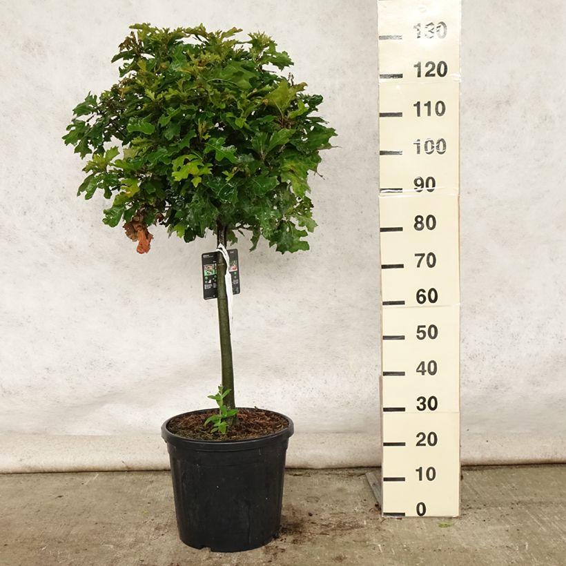 Exemplaar van Quercus palustris Green Dwarf - Moeraseik Pot van 18 l/20 l, Stengel zoals geleverd in de zomer