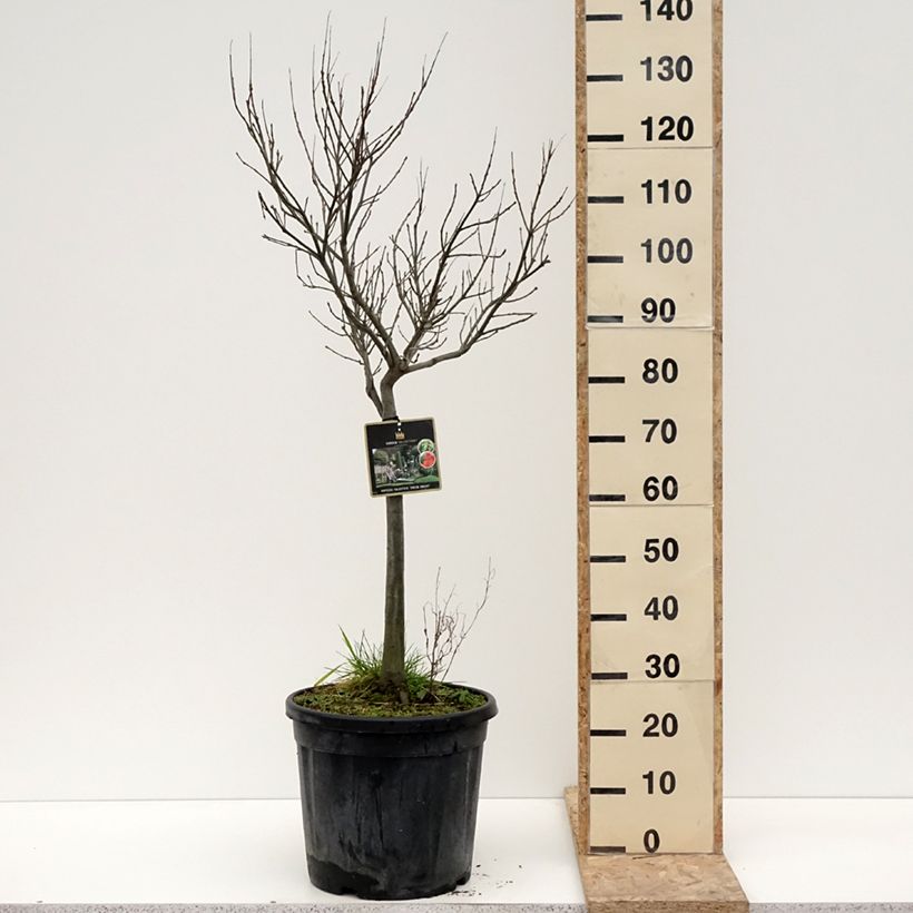 Example of Chêne des marais - Quercus palustris Green Dwarf Pot van 18 l/20 l as you get in hiver