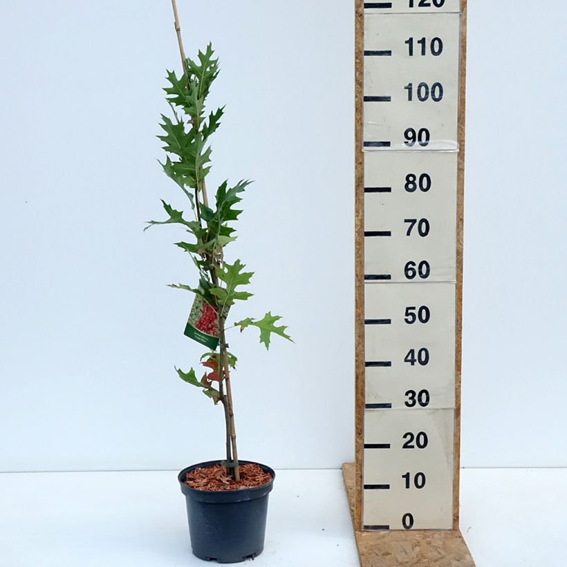 Exemplaar van Quercus palustris Green Pillar - Moeraseik Pot van 4 l/5 l zoals geleverd in de herfst