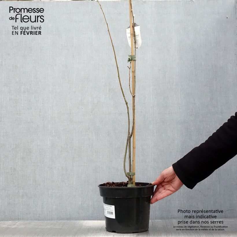 Example of Chêne des marais - Quercus palustris Green Pillar Pot van 4 l/5 l as you get in hiver