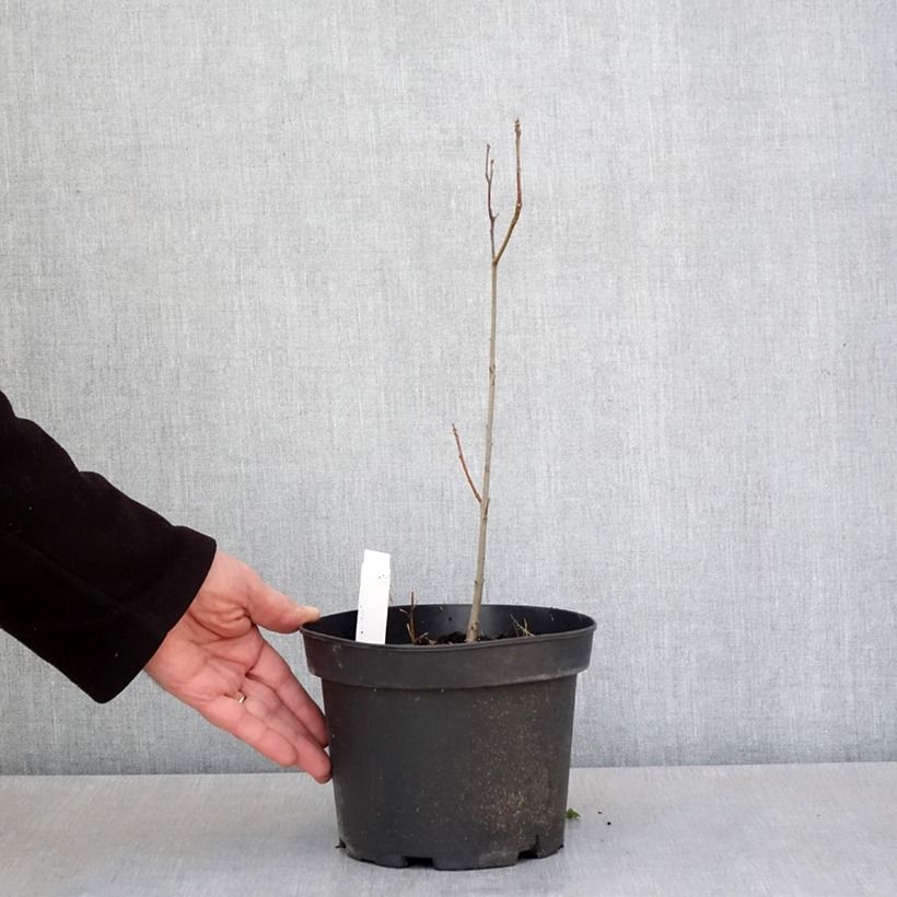 Exemplaar van Quercus palustris - Moeraseik Pot van 3 l/4 l zoals geleverd in de lente