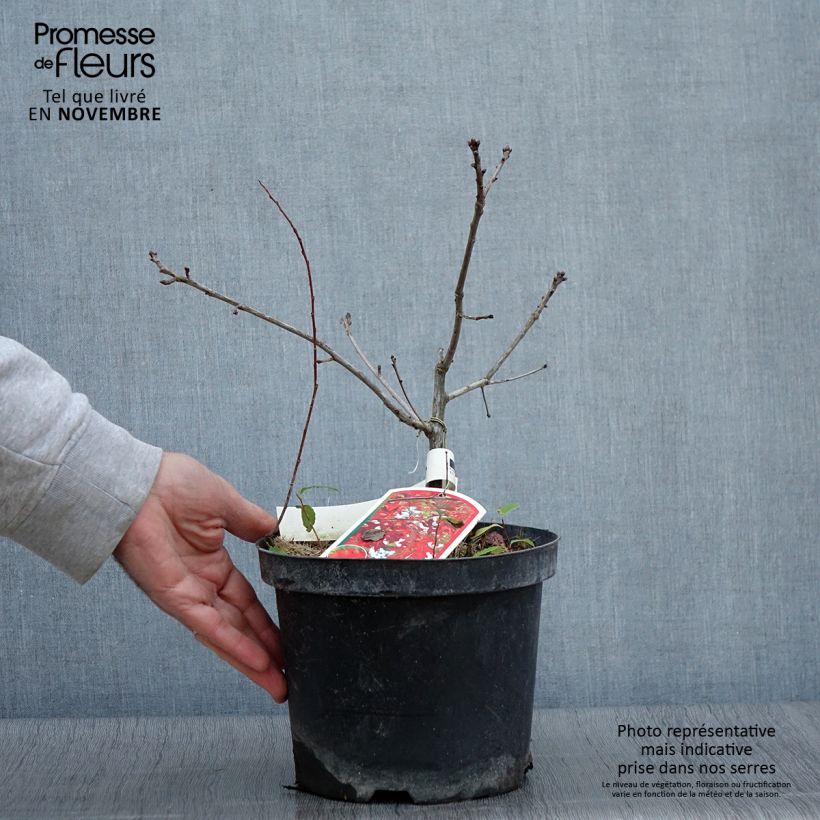 Exemplaar van Quercus coccinea Splendens - Scharlaken-eik Pot van 4 l/5 l zoals geleverd in de herfst