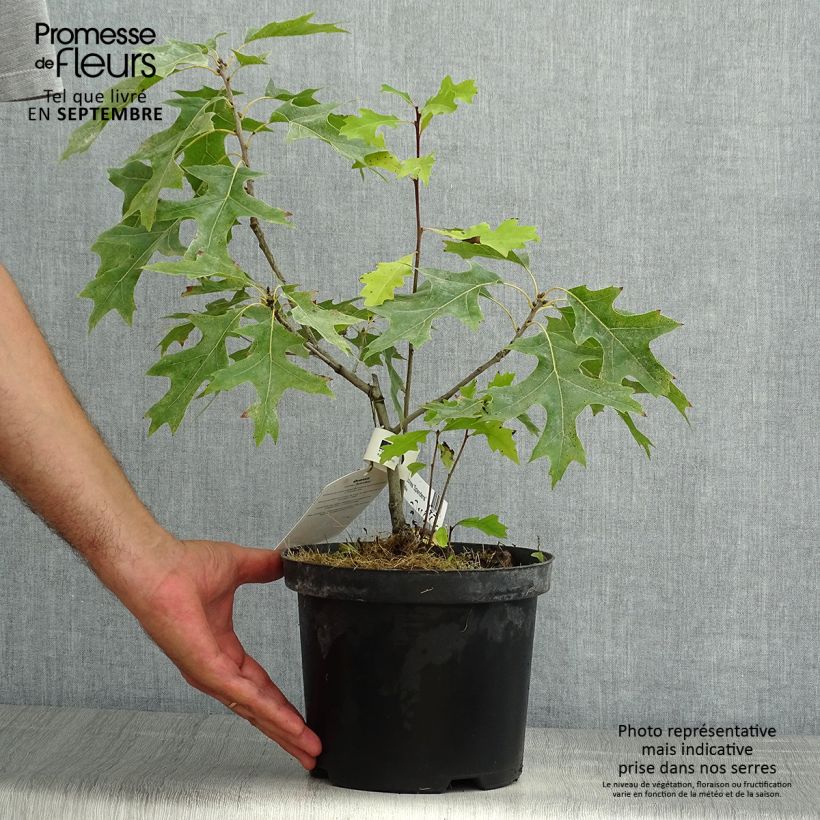 Exemplaar van Quercus coccinea Splendens - Scharlaken-eik Pot van 4 l/5 l zoals geleverd in de zomer