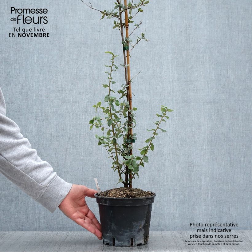 Exemplaar van Quercus suber - Kurkeik Pot van 3 l/4 l zoals geleverd in de herfst