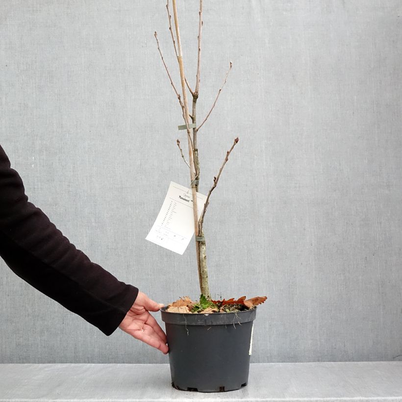 Exemplaar van Quercus Monument - Zomereik Pot van 4 l/5 l zoals geleverd in de herfst