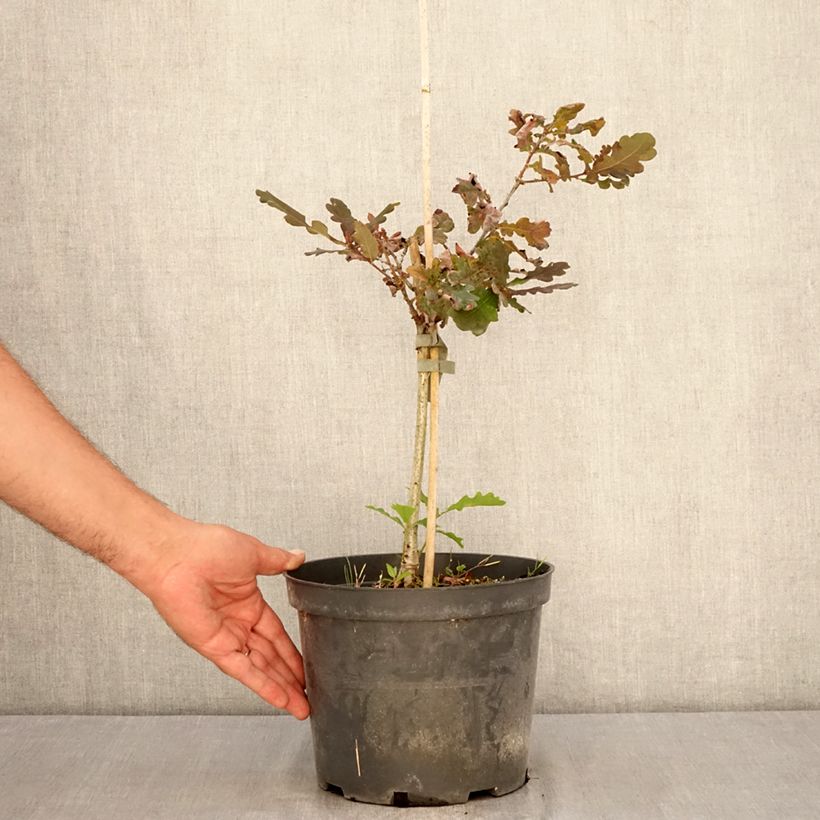 Exemplaar van Quercus robur Atropurpurea - Zomereik Pot van 4 l/5 l zoals geleverd in de zomer