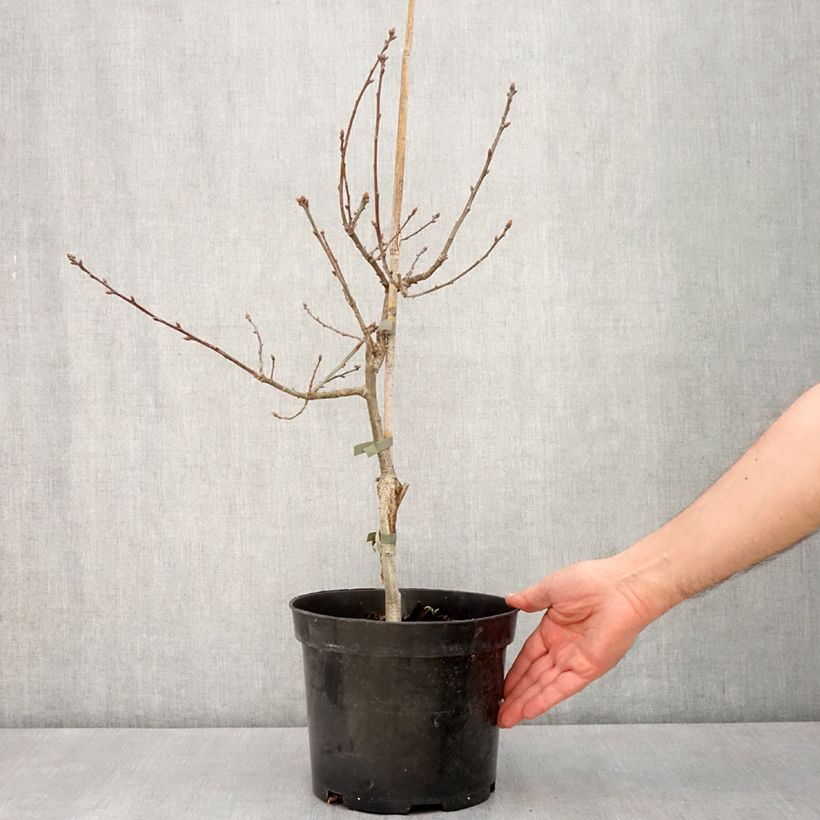 Example of Chêne pédonculé pourpre - Quercus robur Atropurpurea Pot van 4 l/5 l as you get in printemps