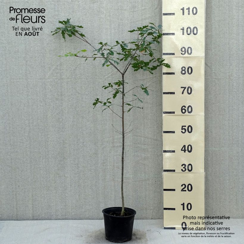 Exemplaar van Quercus robur - Zomereik Pot van 2 l/3 l zoals geleverd in de zomer