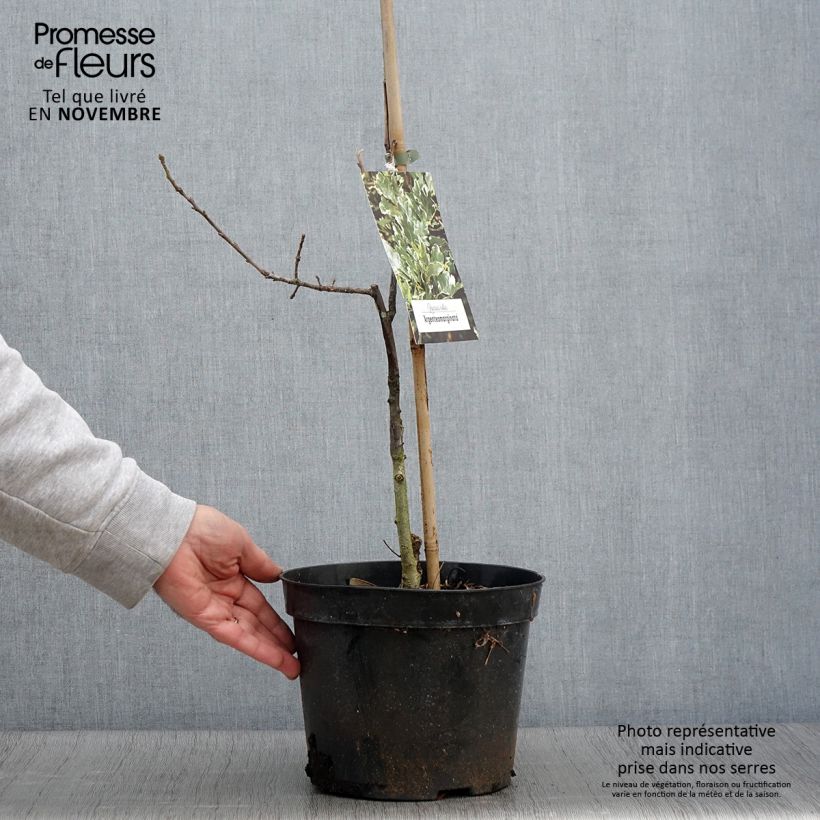 Exemplaar van Quercus robur Argenteomarginata - Zomereik Pot van 4 l/5 l zoals geleverd in de herfst