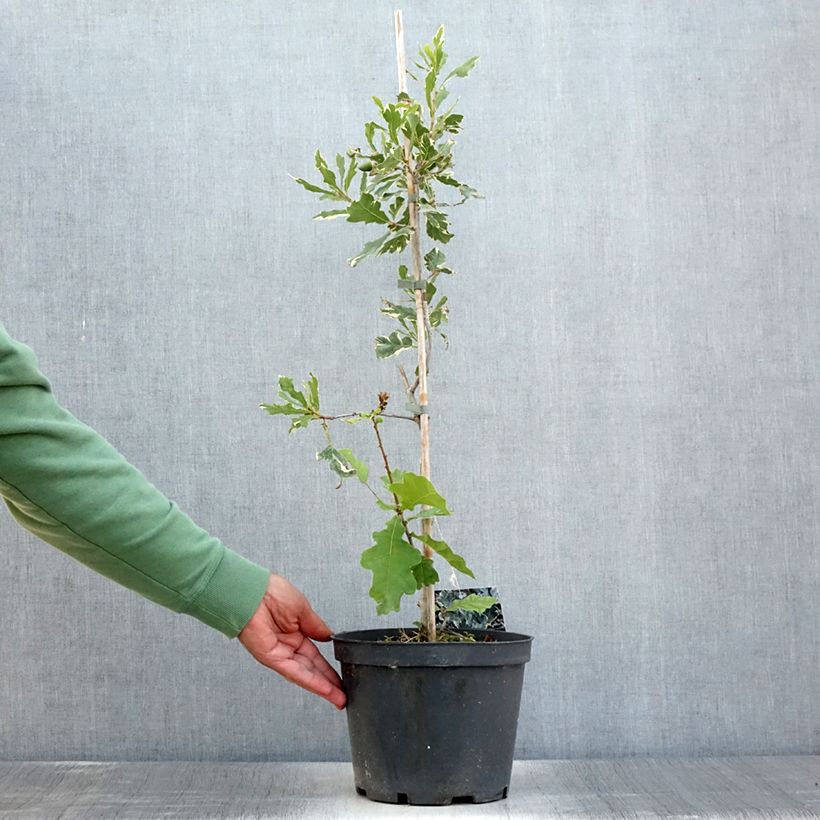 Exemplaar van Quercus robur Argenteomarginata - Zomereik Pot van 4 l/5 l zoals geleverd in de zomer