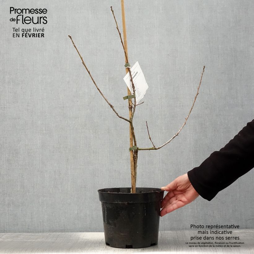 Example of Chêne pédonculé - Quercus robur Argenteomarginata Pot van 4 l/5 l as you get in hiver