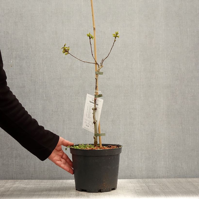 Exemplaar van Quercus robur Argenteomarginata - Zomereik Pot van 4 l/5 l zoals geleverd in de lente