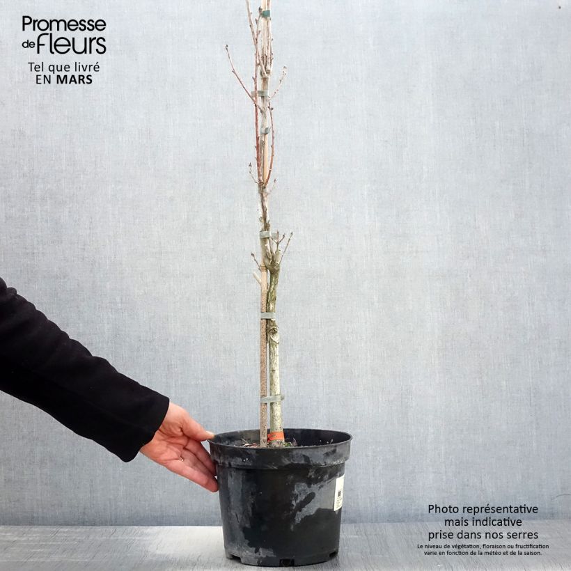 Exemplaar van Quercus robur Fastigiata - Zomereik Pot van 4 l/5 l zoals geleverd in de lente