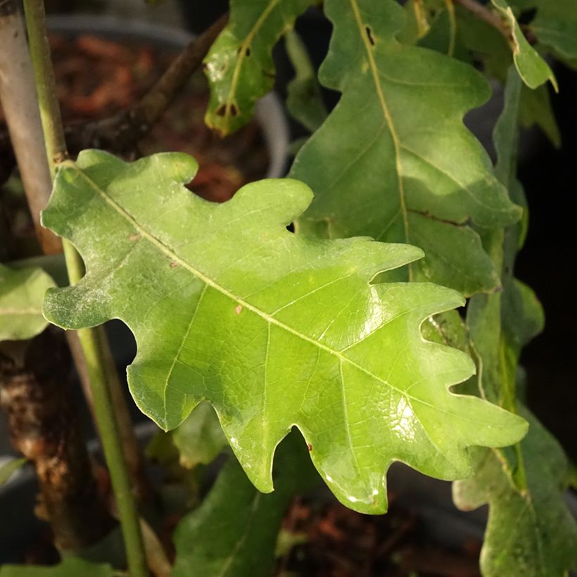 Quercus robur Jan Zamoyski - Zomereik (Blad)