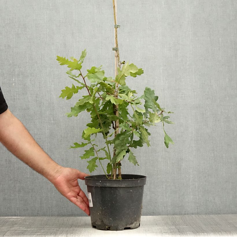 Exemplaar van Quercus robur Jan Zamoyski - Zomereik Pot van 4 l/5 l zoals geleverd in de zomer